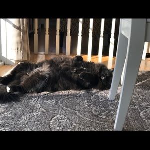 Meet your Posher, Ellen